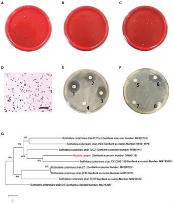 Assessment of adaptive immune responses of dairy cows with Burkholderia contaminans-induced mastitis